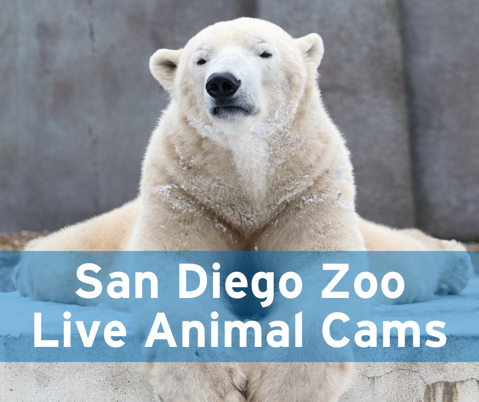 San Diego Zoo Live Animal Cams