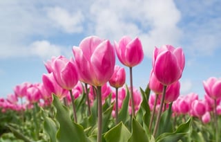 Spring Tulips.jpg